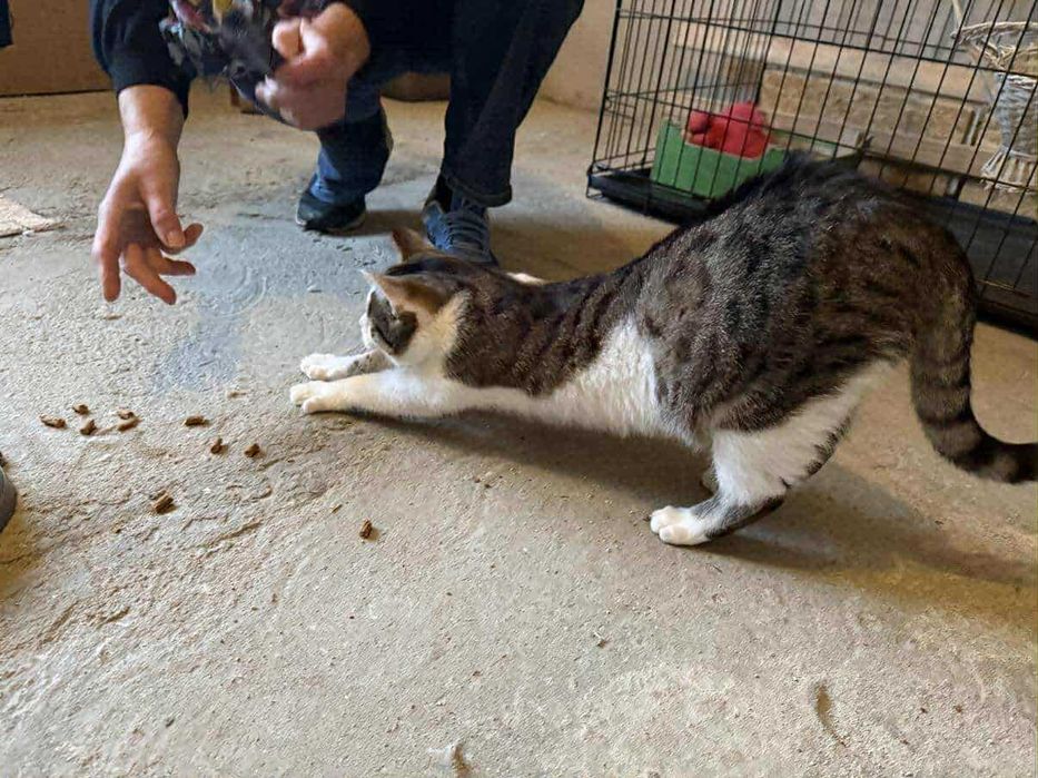 Laruś młody kocurek do adopcji