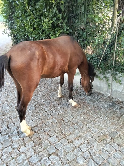 Vendo garrano manso