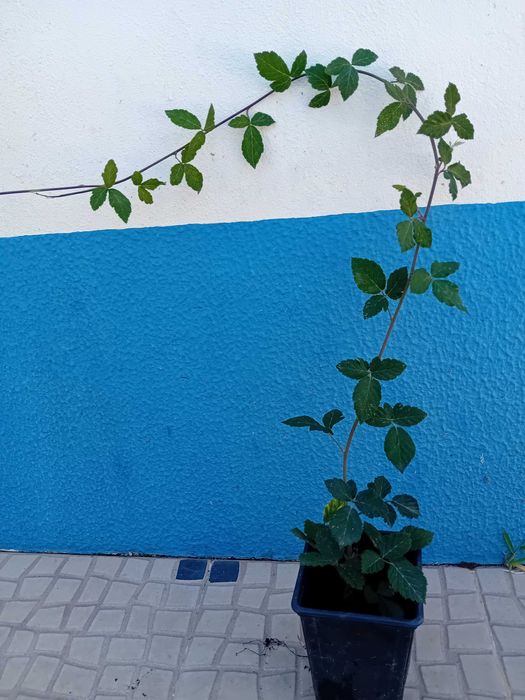 Amoreira Rubus fruticosus 'Black Satin sem espinhos trepadeira