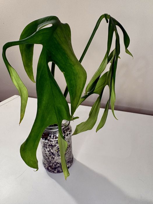 Monstera croatii