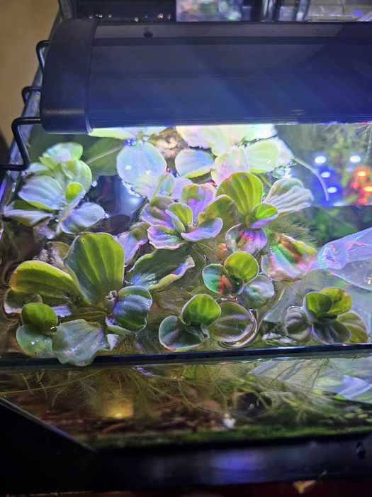 Alface de agua e outras Plantas de superfície aquário