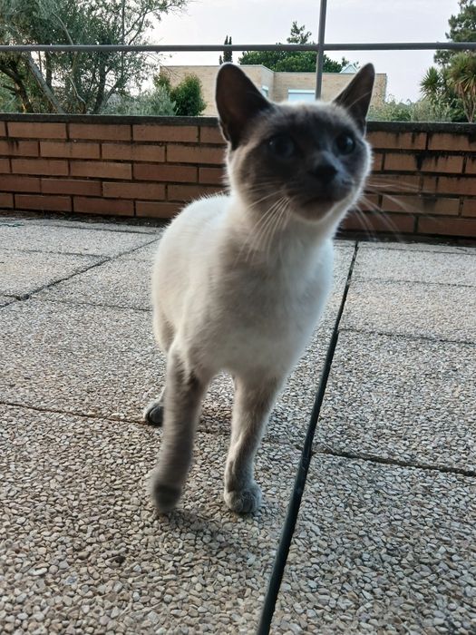 Dou gatinha siamês  com  1 ano