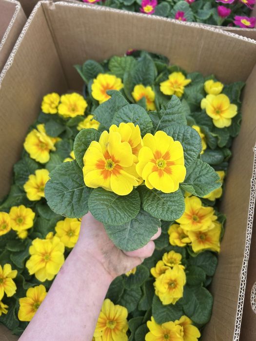 Примала в наявності стаканчик F10