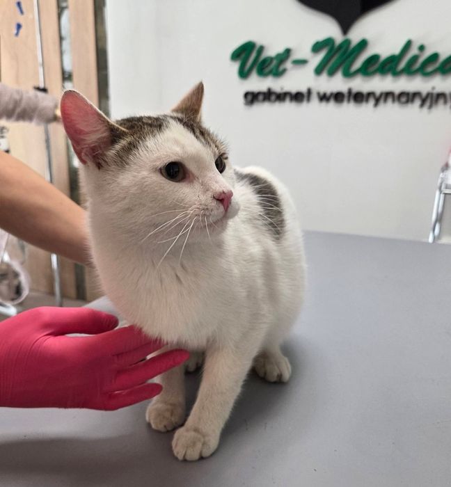 Max i Czaruś dwupak do adopcji