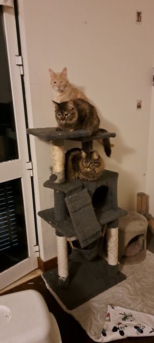 Árvore Arranjador de Gatos 170cm