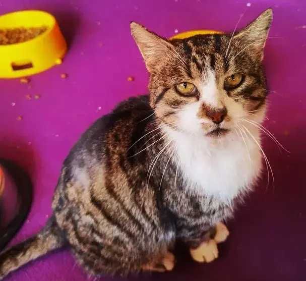 Teoś – koci dżentelmen z sercem gotowym do adopcji