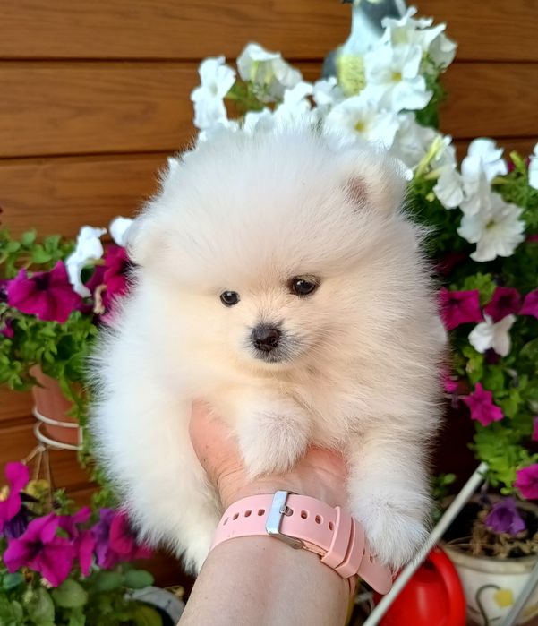 Szpic miniaturowy Pomeranian piesek