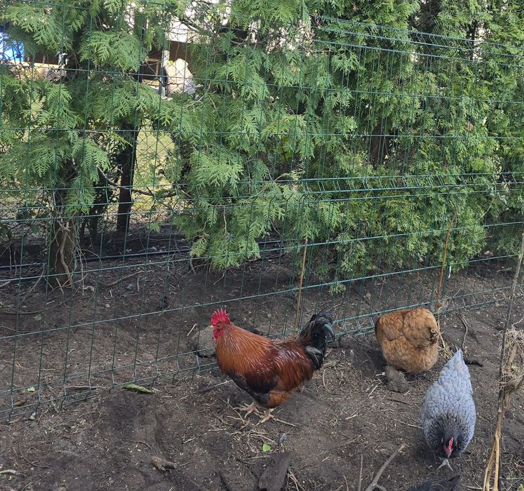 Piękny kogut półtoraroczny