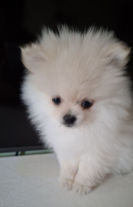 Шпиц  5мес микро девочка Одесса