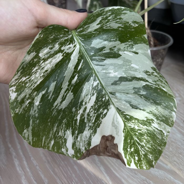 Монстера Альба на 3 листочка