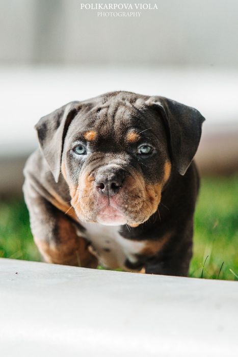 Американский булли