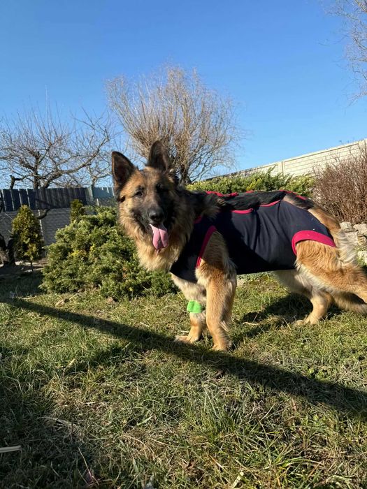 Lunka suczka w typie owczarka niemieciego do adopcji