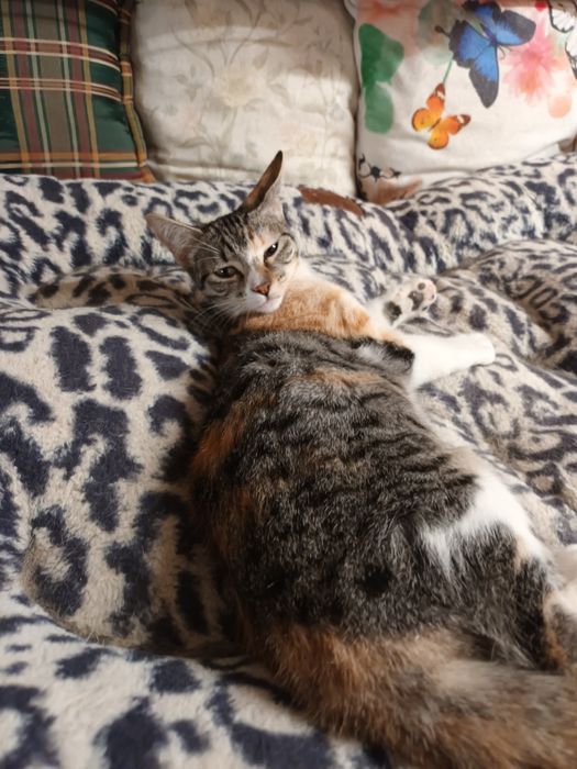 Gatinhas de 4 meses para adopção conjunta