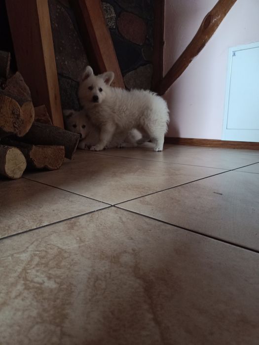 Biały owczarek szwajcarski