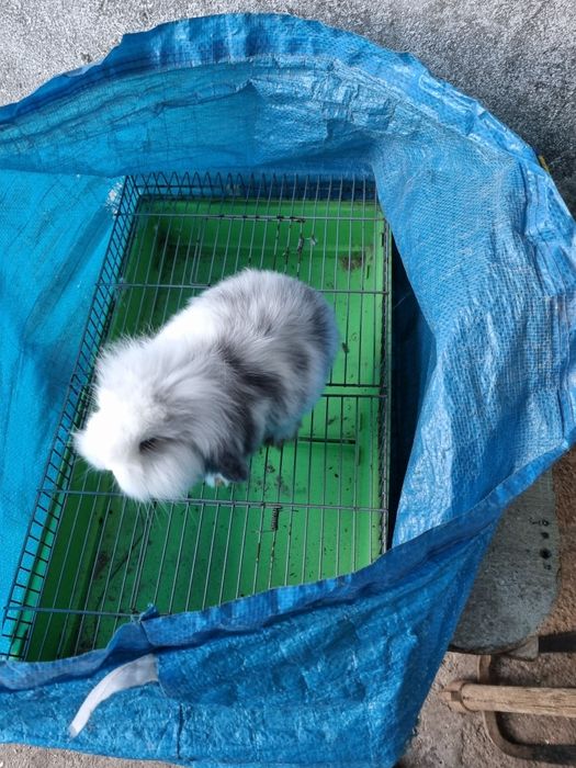 Kit coelhos anoes mini lop, mini holandes e toy