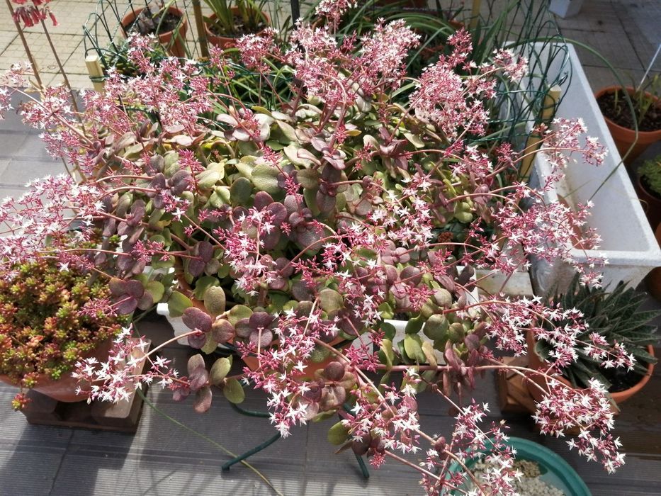 Vendo mudas de suculentas enraizadas e a florirem.