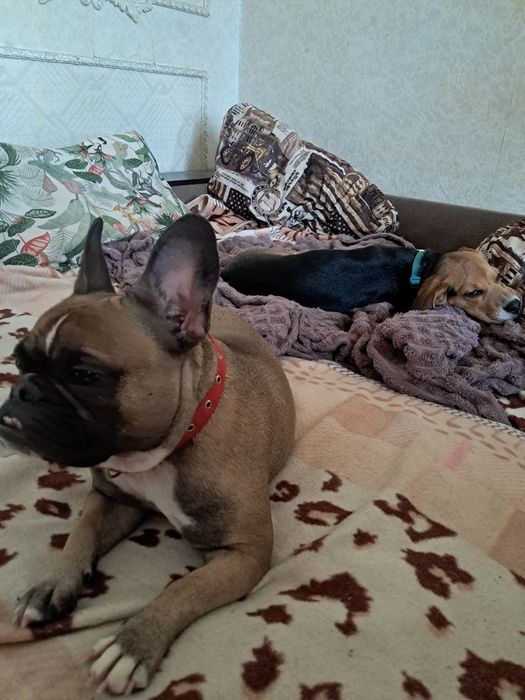 Передержка животных