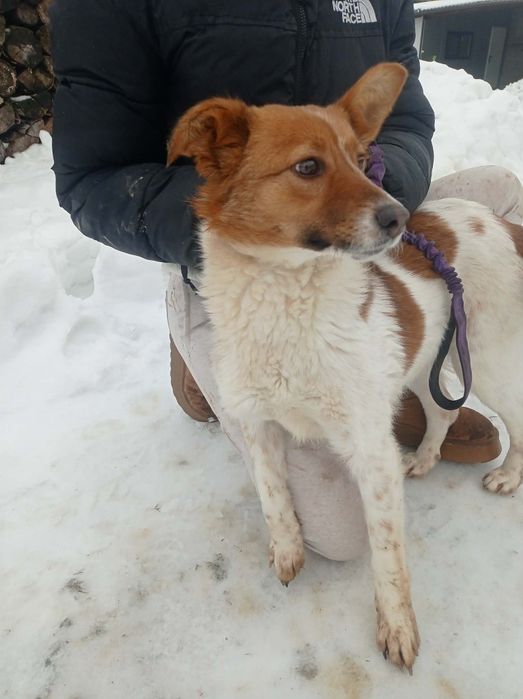 Dakota sunia do adopcji