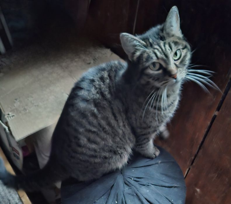 Молденькую  кошечку отдам в хорошие руки!!!