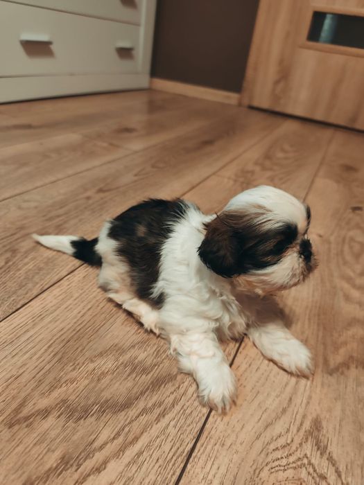 Śliczne Shih-Tzu