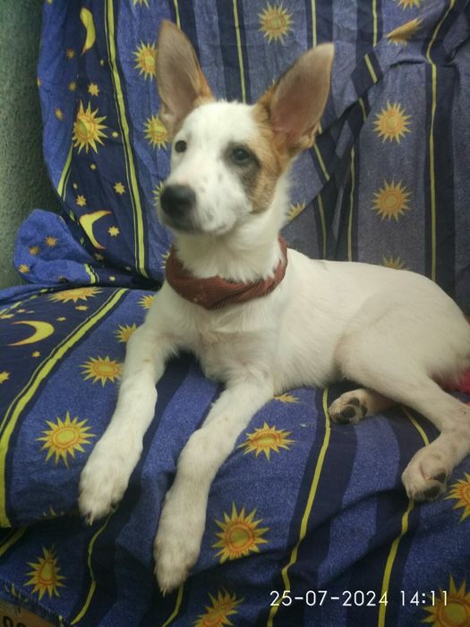 Луна в добрые руки!