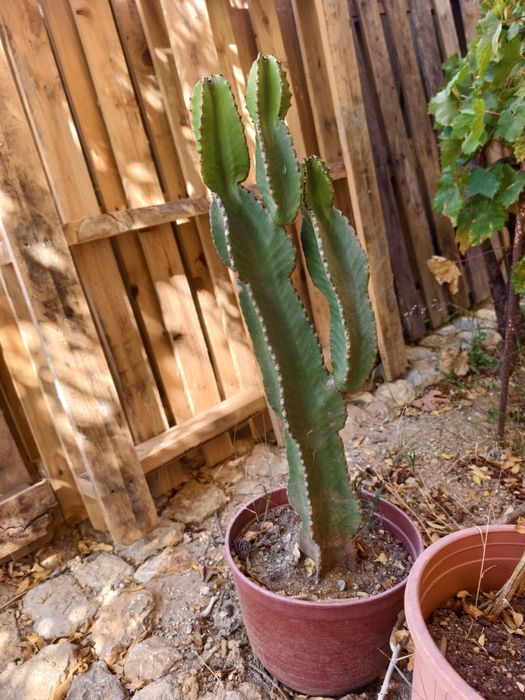 Conjunto de 4 plantas Euphorbia / Cactos - Rio de Mouro