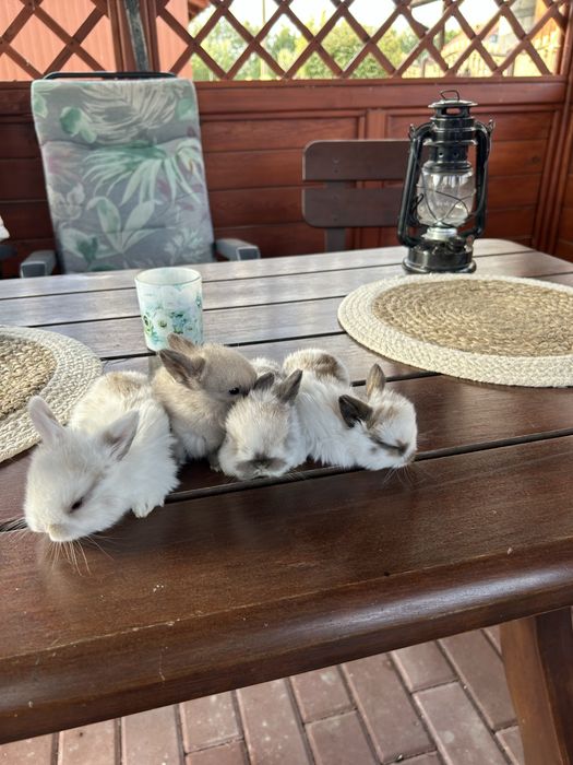 Kroliki mini lop