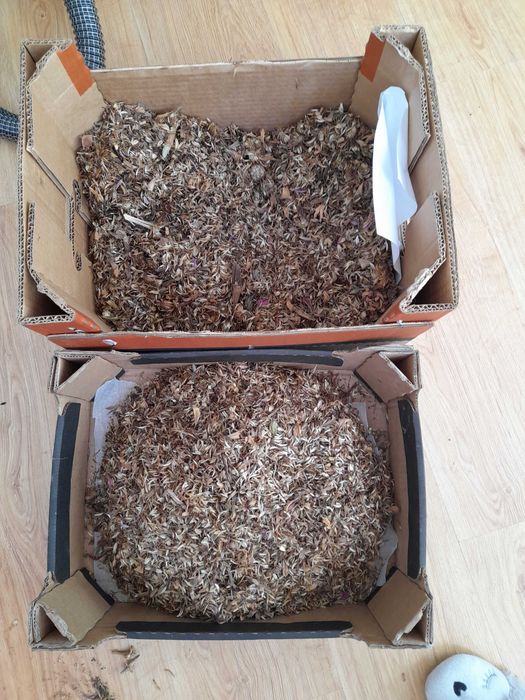 Nasiona kwiatów cynii