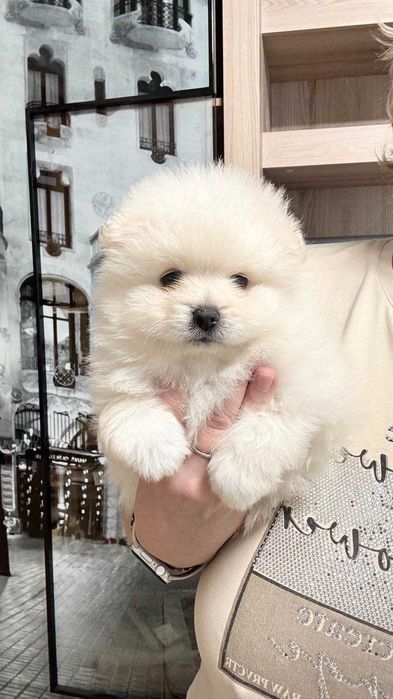 Померанські шпіци з доставкою