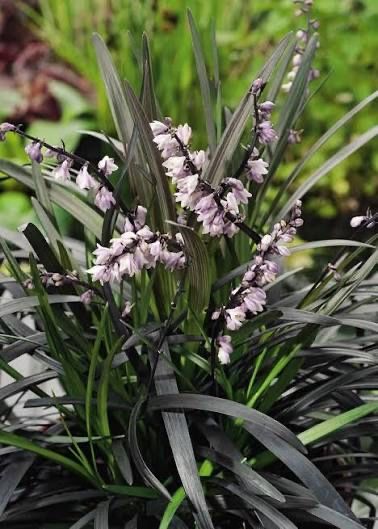 Ophiopogon niger Konwalnik