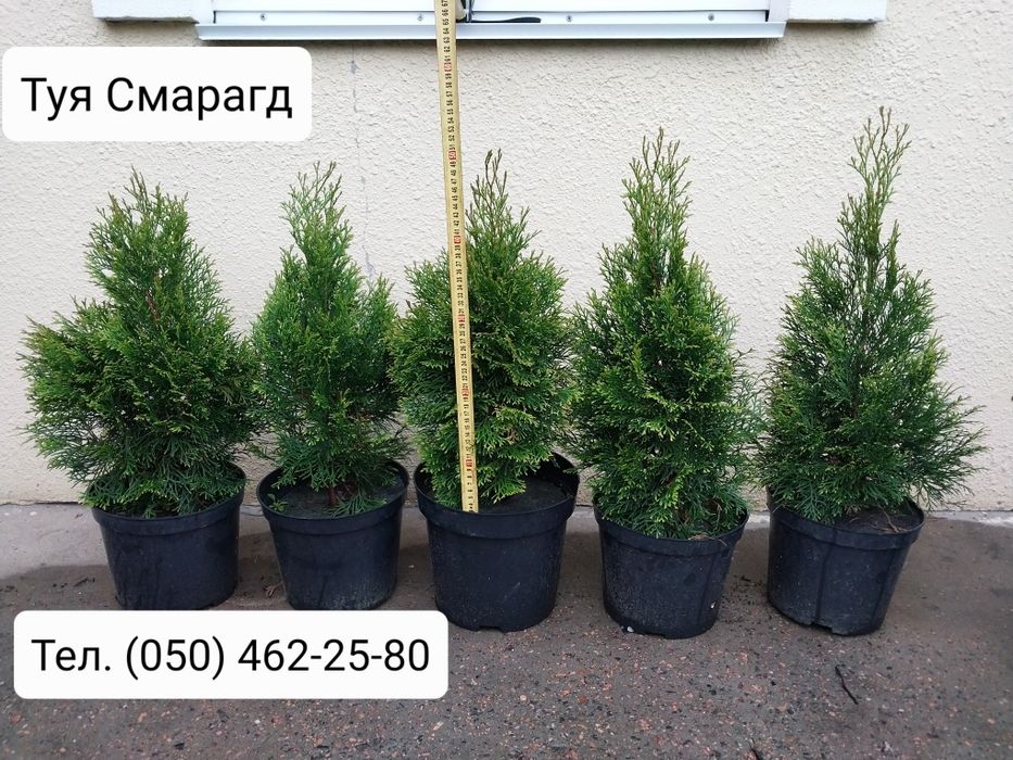 Туя Смарагд 25 см - 2 м; ялівець Блу Ерроу 35 см- 1 м; ялинки; ялівці