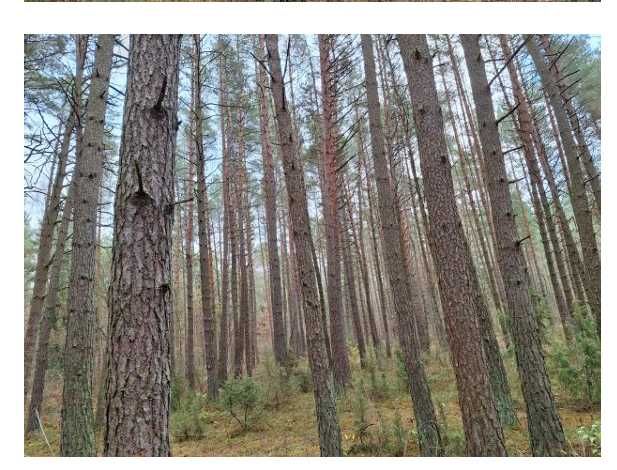 Działka leśna z lasem sosnowym