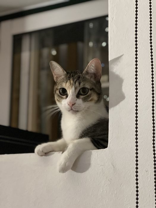 Gata para adoção