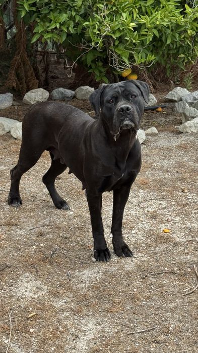 Cadela cane corso para adocao responsavel