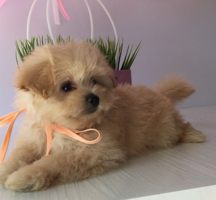 Помапу — 4 пухнасті принцеси шукають новий дім