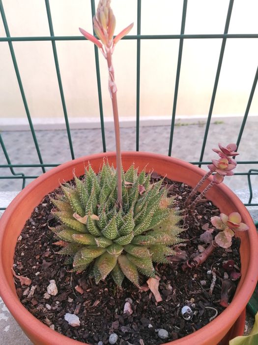Plantas suculentas | Taça 25 cm diâmetro