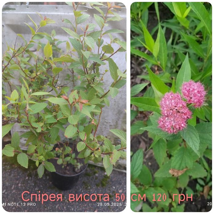 Каріоптерис, Спірея, бересклет, живучка, колхікум