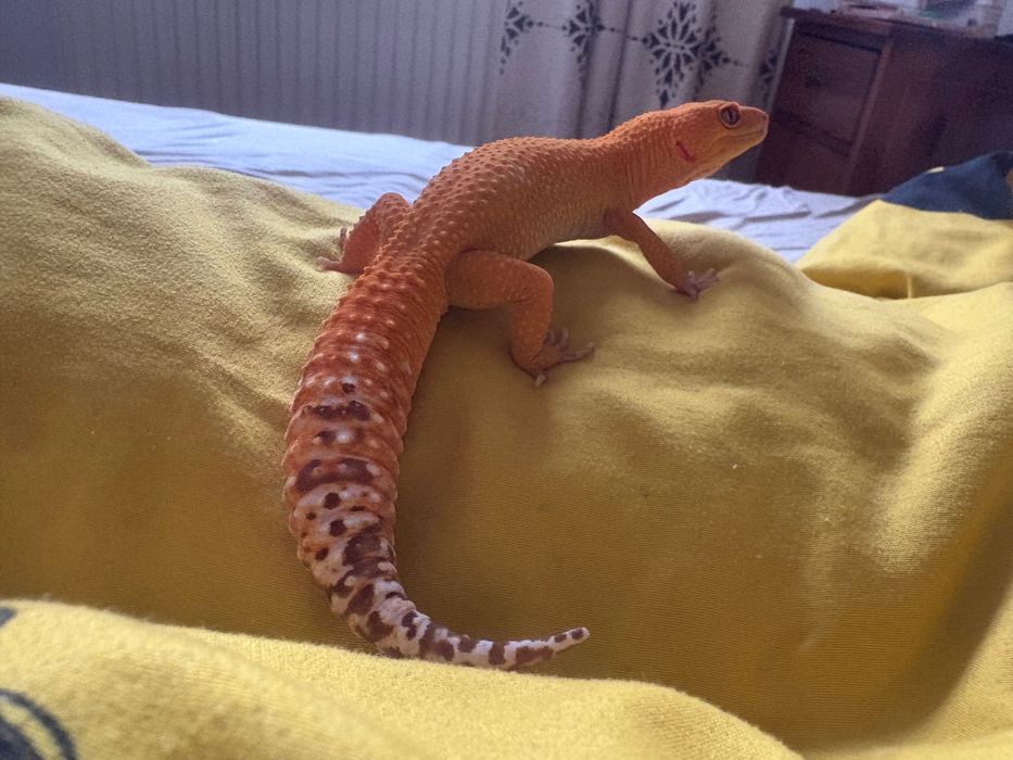 Gekon lamparci Zbyszek Super hypo tangerine carrot tail