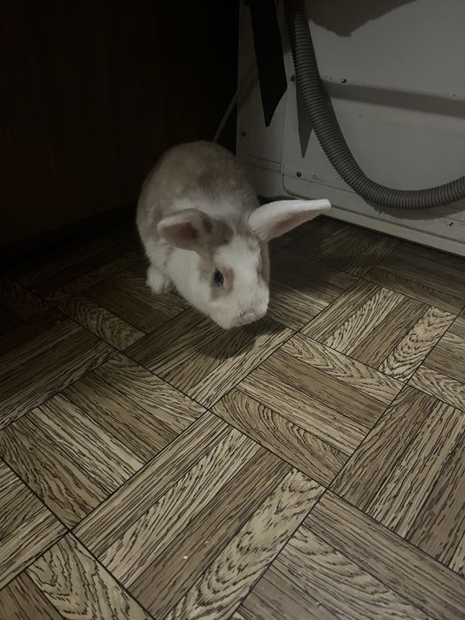 Декоративний кролик