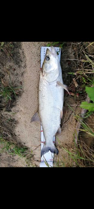 Miarka wędkarska MATOMIARKA 130cm MIARKOMATA mata do ryb