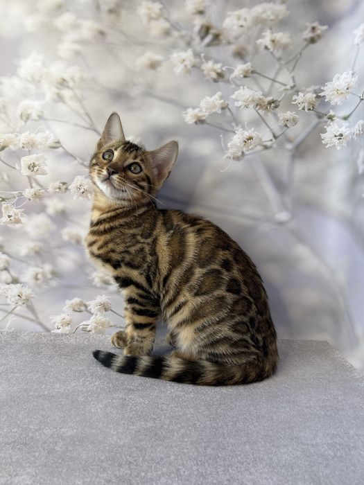 Бенгальские котята