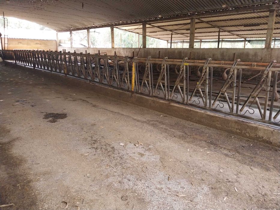 CORNADIS SAFETY AJUSTÁVEIS, sala de ordenha Fullwood,Tanques Leite,