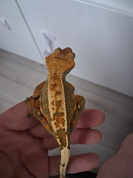 Gekon Orzesiony Samica