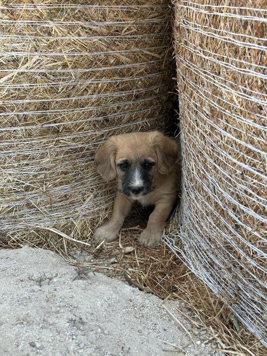 Caezinhos para adoção - 2 meses e meio - mãe cruzada caniche