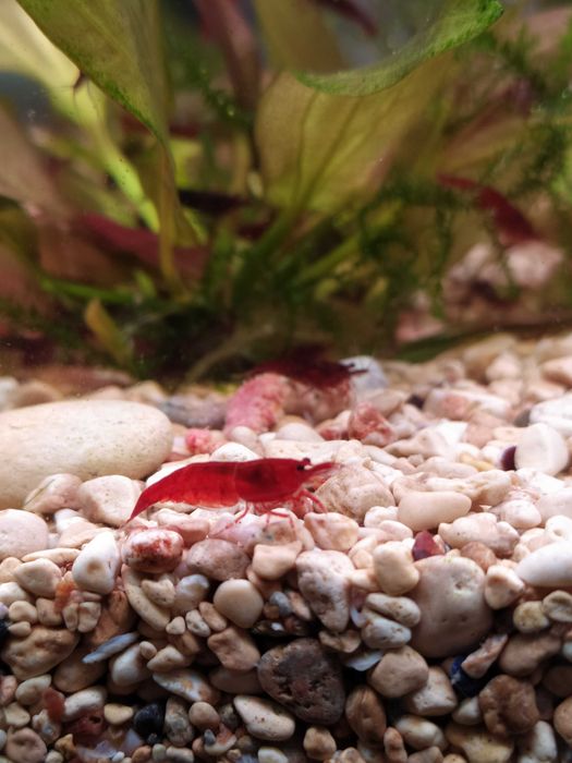 Аквариумные креветки