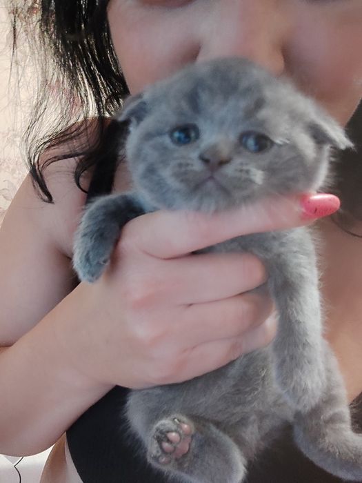 Британські кошенята