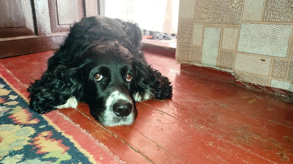 Вязка кобель(Не продаж) 5 лет Русский кокер спаниель развязан.