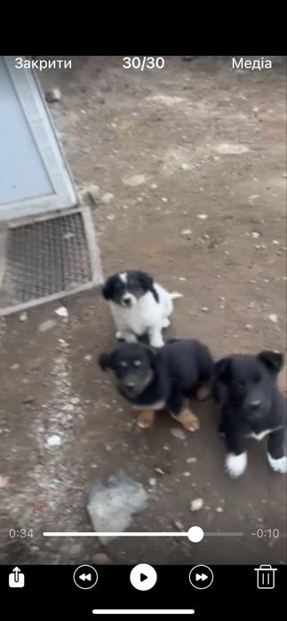 Собачки в добрі руки