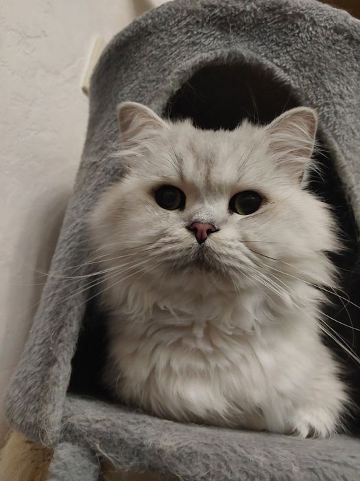 Галантний зеленоокий кавалер запрошує на побачення