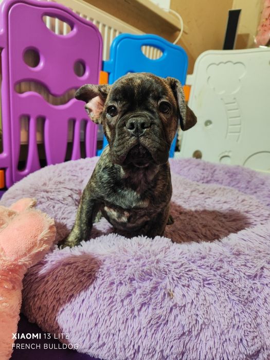 Дівчинка в тигровому забарвлені.